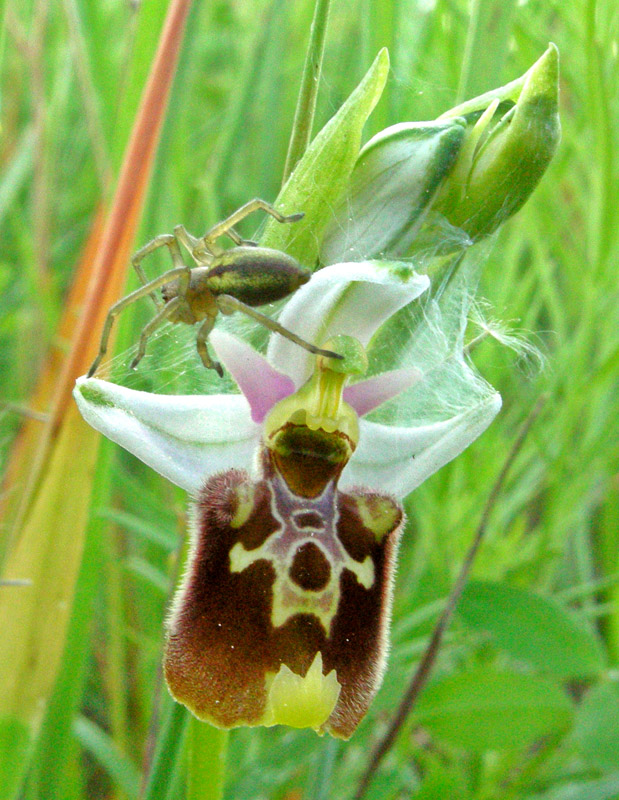 Orchidee del Chianti - Ophrys sphegodes e altre...